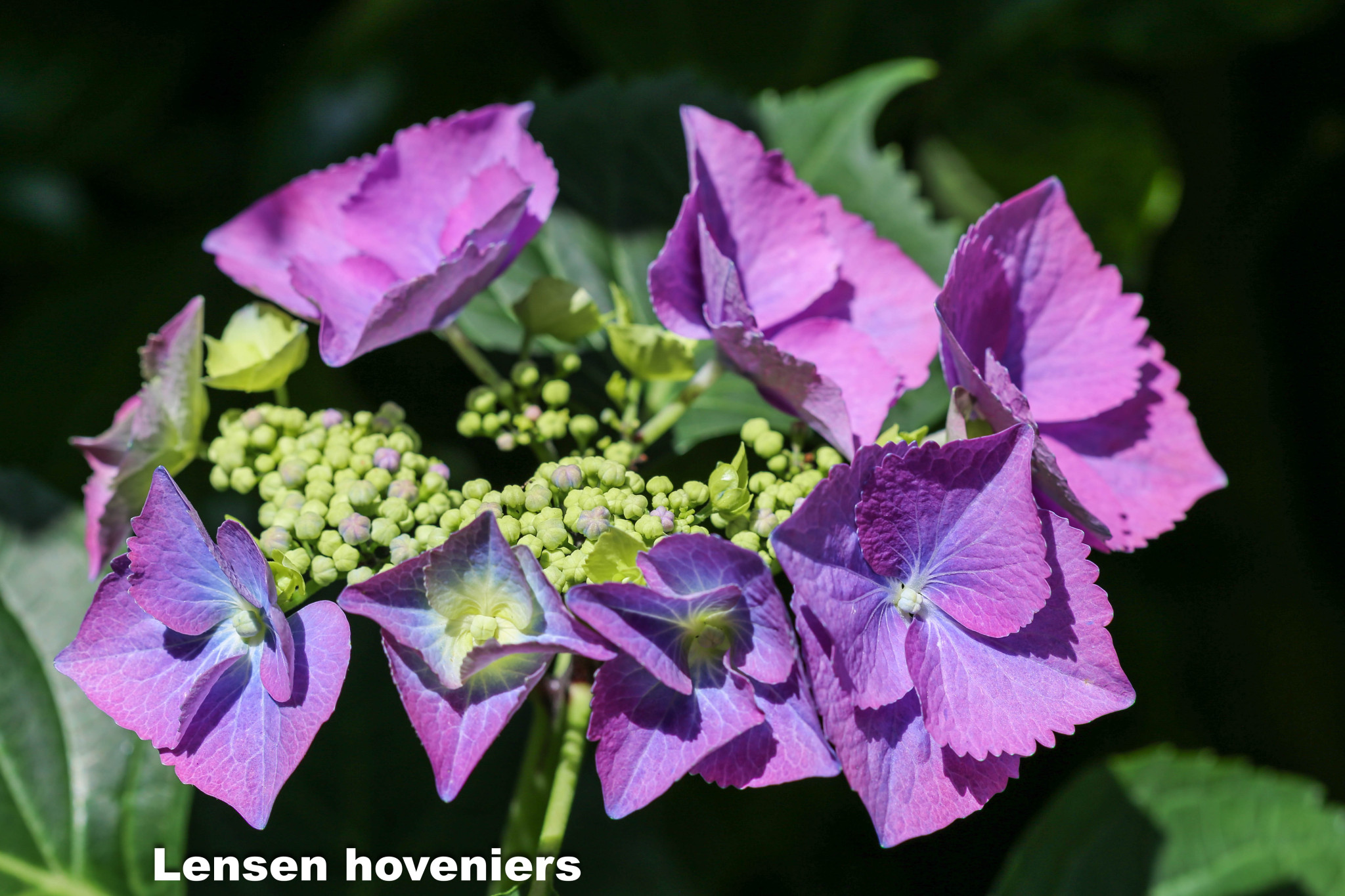 Natuurlijke tuin Oosterbeek - Lensen