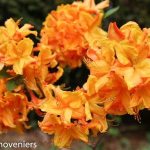 Orange Azalea Rhododendron