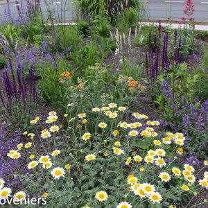 Prairiebeplanting