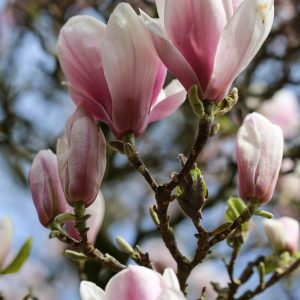 Klassieke tuin, Magnolia