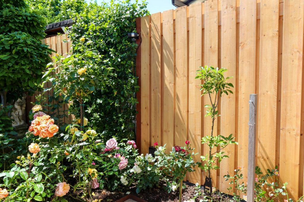 Rozen langs een houten schutting in een kleine groene achtertuin