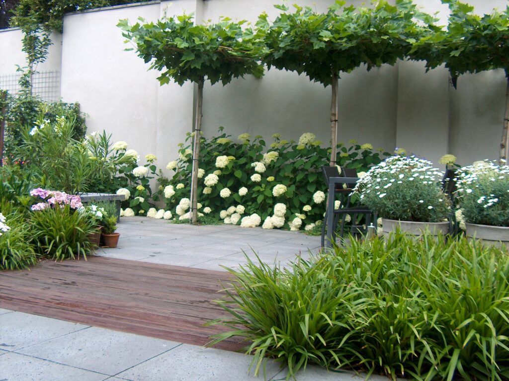Kleine achtertuin met leibomen, witte hortensia's, vlonder en tegels in Velp