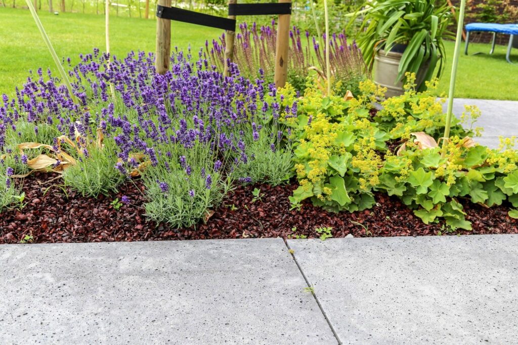 Lavendel en vrouwenmantel langs het betonnen terras
