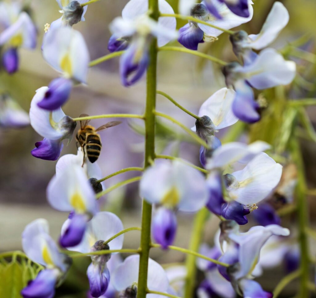 Bij op de bloemen van de blauwe regen