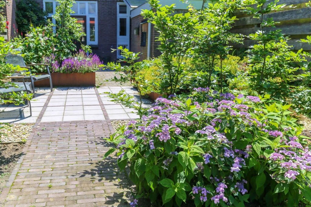 Klinkerpad met bloeiende hortensia naar het terras, in een stadstuin in Wageningen