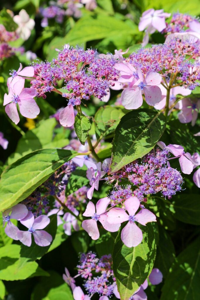 Schermhortensia in bloei van dichtbij