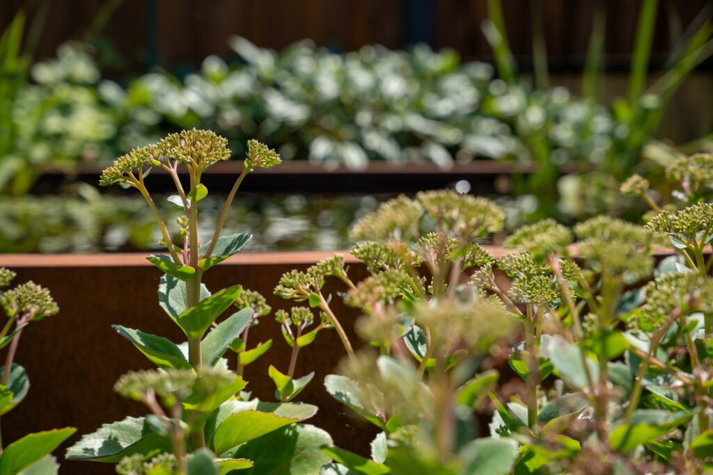 Bloeiende beplanting in een cortenstalen plantenbak