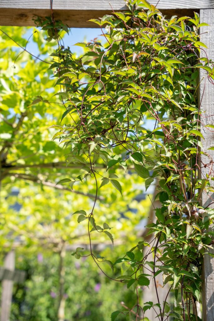 Doorkijk door een pergola met klimplanten
