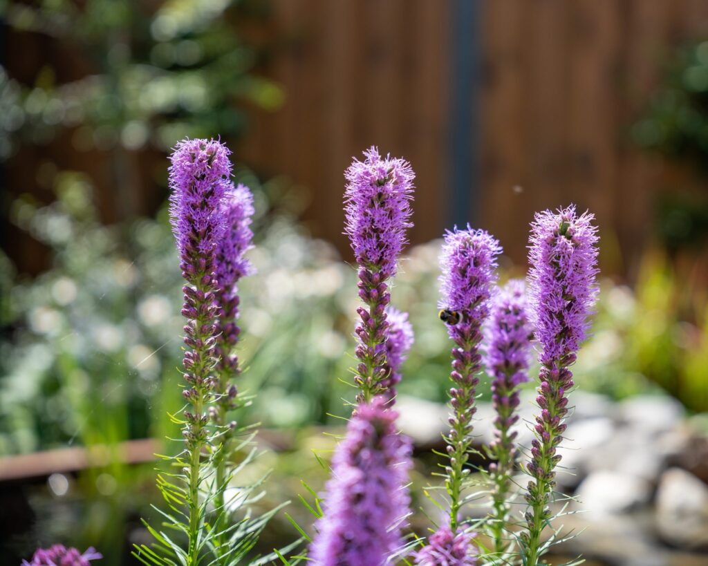 Paarse Liatris in een border vol bloei