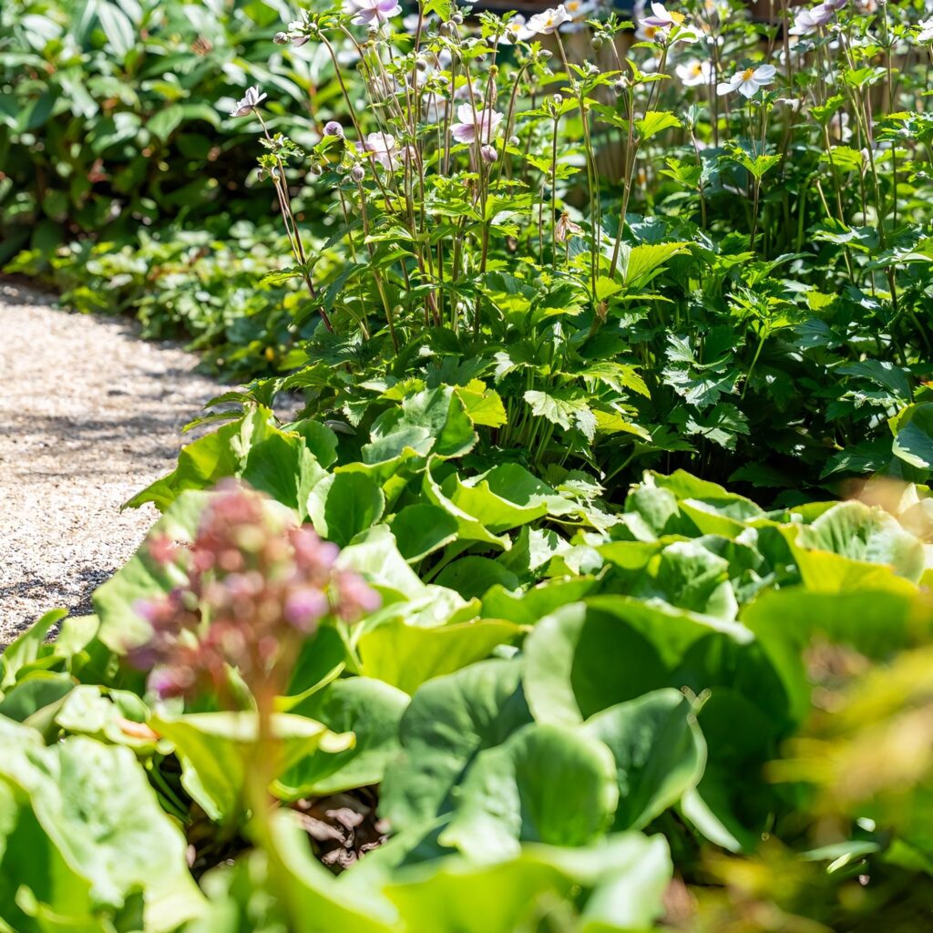Grindpad langs bergenia en schaduwplanten