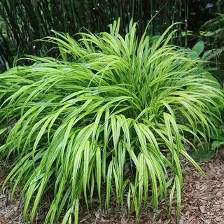 Japans berggras