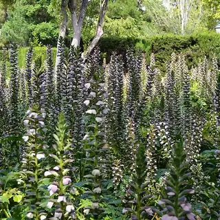 zachte acanthus