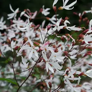 driebladige braakwortelspirea