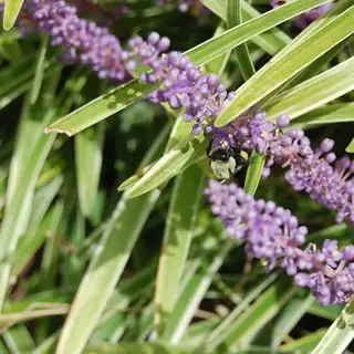 leliegras