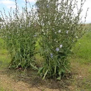wilde cichorei