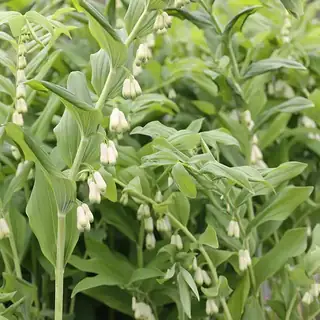 gewone salomonszegel