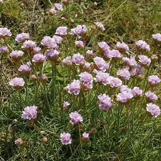Engels gras