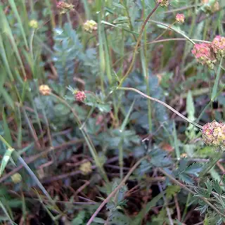 kleine pimpernel