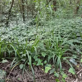 boszegge
