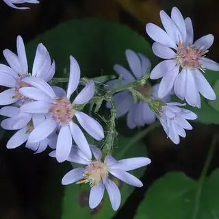 aster 'Little Carlow'