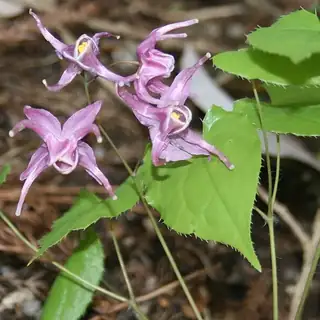 elfenbloem 'Lilafee'