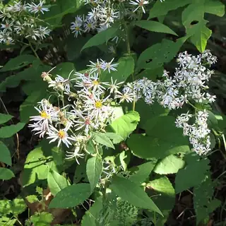 aster 'Twilight'