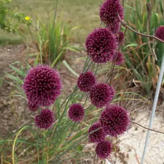 kogellook