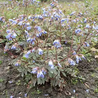 jacobsladder 'Blue Pearl'