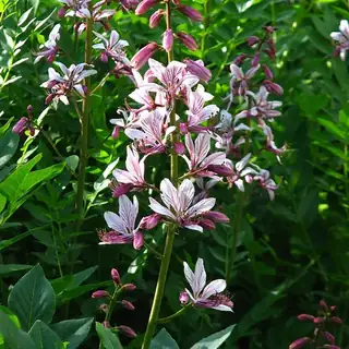 vuurwerkplant