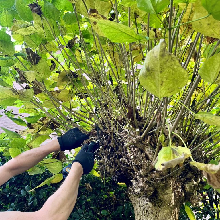 Wij zoeken een ervaren hovenier tuinonderhoud.