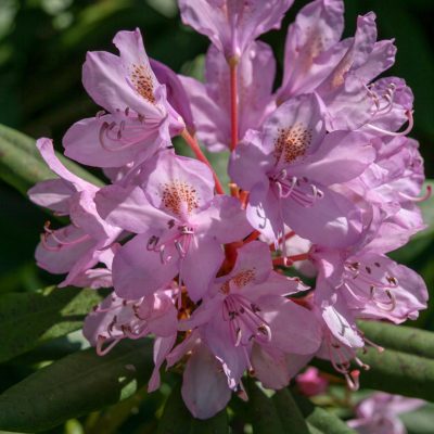 Pontische Rhododendron