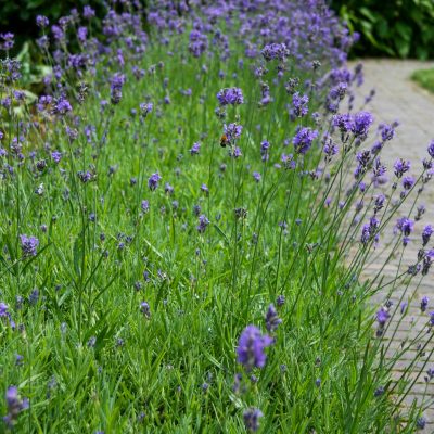Tuinontwerp Lavendel naast pad