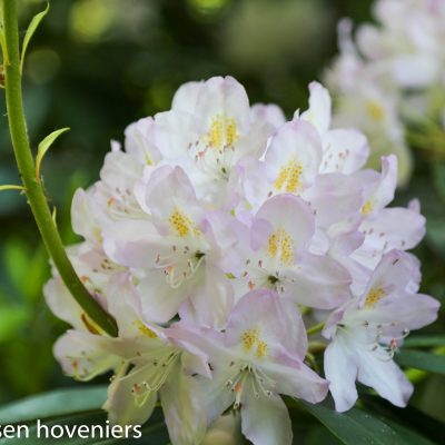 Witte Rhododendron