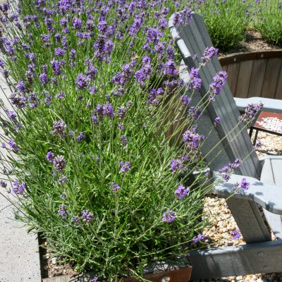 Lavendel in achtertuin