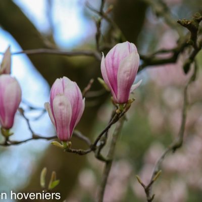 Klassieke tuin, Magnoliaceae